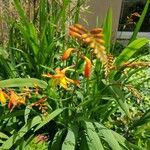 Crocosmia aureaFlower