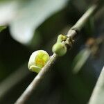 Garcinia kola Flower