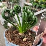 Albuca spiralis Folha