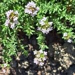 Thymus vulgaris Flower