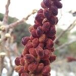 Rhus coriariaその他の提案