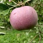 Malus pumila Fruit