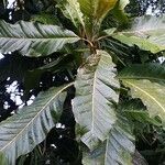 Magnolia rostrata Leaf