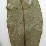 Anaxagorea prinoides Leaf