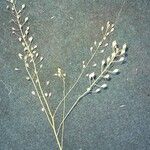 Camelina microcarpa Цвят