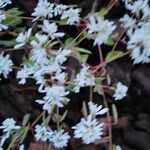 Chamaesyce hypericifolia Fleur