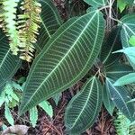 Miconia calvescens List