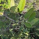 Smilax laurifolia Fuelha