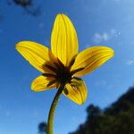 Bidens andicola फूल