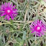 Delosperma cooperi Habit