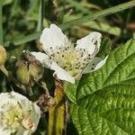 Rubus x uncinellus 花