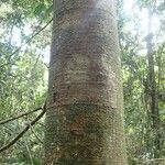 Irvingia grandifolia Bark