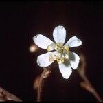 Vancouveria planipetala Flower
