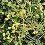 Cuscuta campestris Агульны выгляд