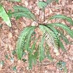 Blechnum spicant Habitatea