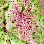 Caladium bicolor Листок