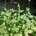 Lactuca quercina Habitatea