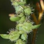 Carrichtera annua Flower