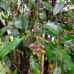 Syzygium oleosum अन्य