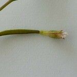 Epilobium brachycarpum 花