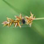 Carex echinata Плід