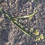 Cyperus longus Flower