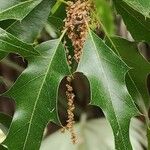 Quercus xalapensis Flor