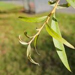 Salix × pendulina পাতা