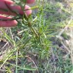 Eupatorium hyssopifolium Levél