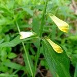 Melampyrum pratenseফুল