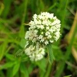 Spermacoce verticillata Blomma