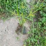 Cyperus microiria Агульны выгляд