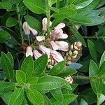 Rhododendron hirsutum Květ