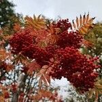 Sorbus aucuparia Fruit