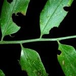 Asplenium juglandifolium Yaprak
