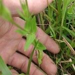 Sabatia campestris Leaf