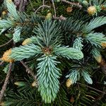 Picea engelmannii ഇല