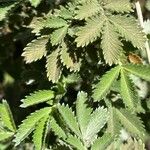 Leucosidea sericea Yaprak