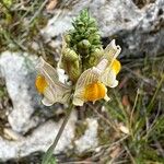 Linaria aeruginea Blodyn