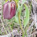 Fritillaria tubaeformis Õis