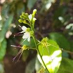 Hirtella triandra Цвят