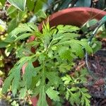 Artemisia princeps Листок