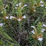 Blepharis subvolubilis 花