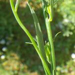 Linaria chalepensis Blatt