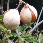 Aesculus californica Fruit