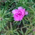 Portulaca pilosa 花