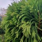 Cryptomeria japonica Habit