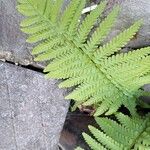 Dryopteris filix-masLeaf