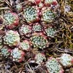 Sempervivum arachnoideum Φύλλο