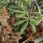 Crotalaria grahamiana Hoja
